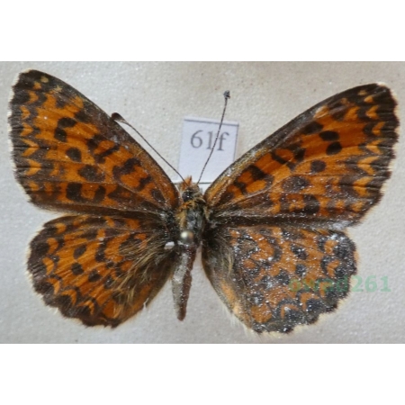 Melitaea trivia (Denis & Schiffermüller, 1775) Greece61f